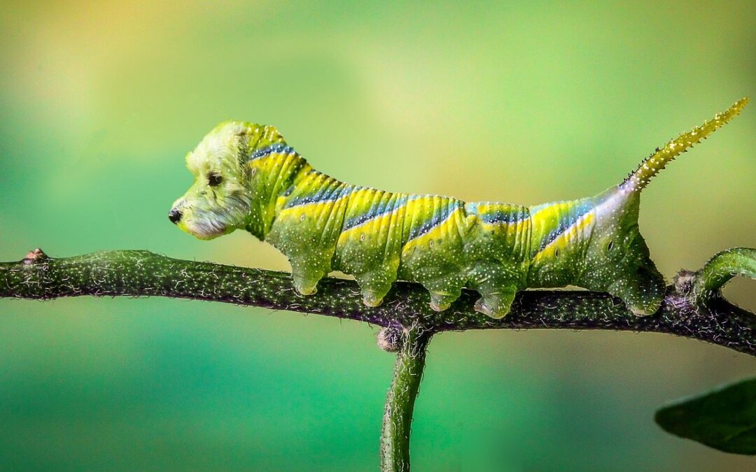 La transition ne suffit plus : place à la mutation
