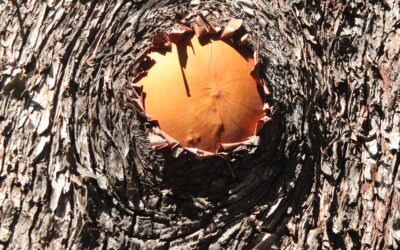 Métamorphose de civilisation… Voulez-vous en faire partie ?